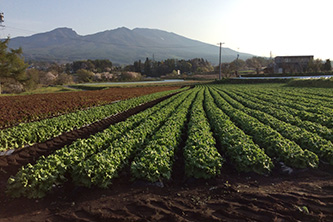 高原野菜の生産