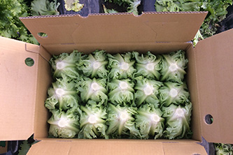 高原野菜の販売