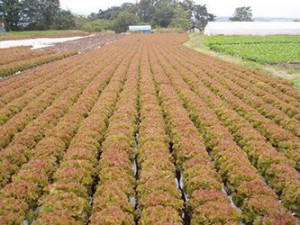 field_img002