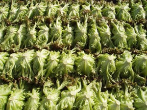 field_img005