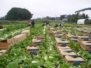 field_img010
